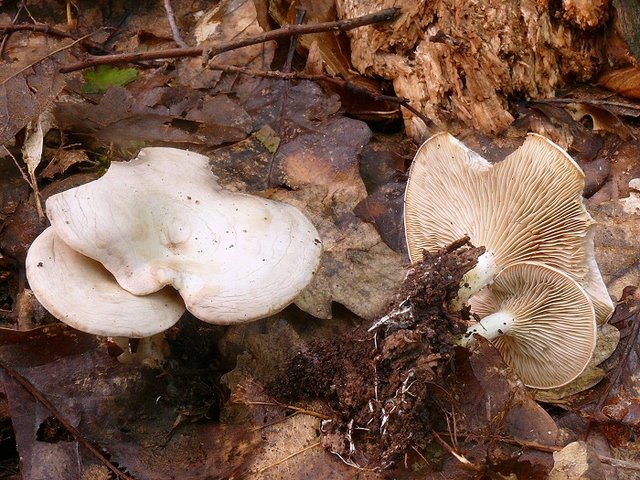 Rhodocybe Mundula